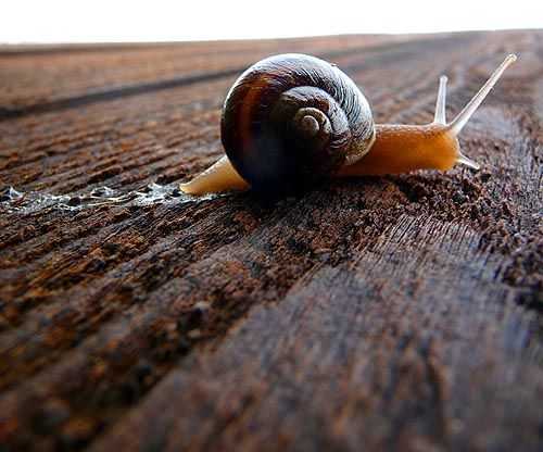 escargot-trace