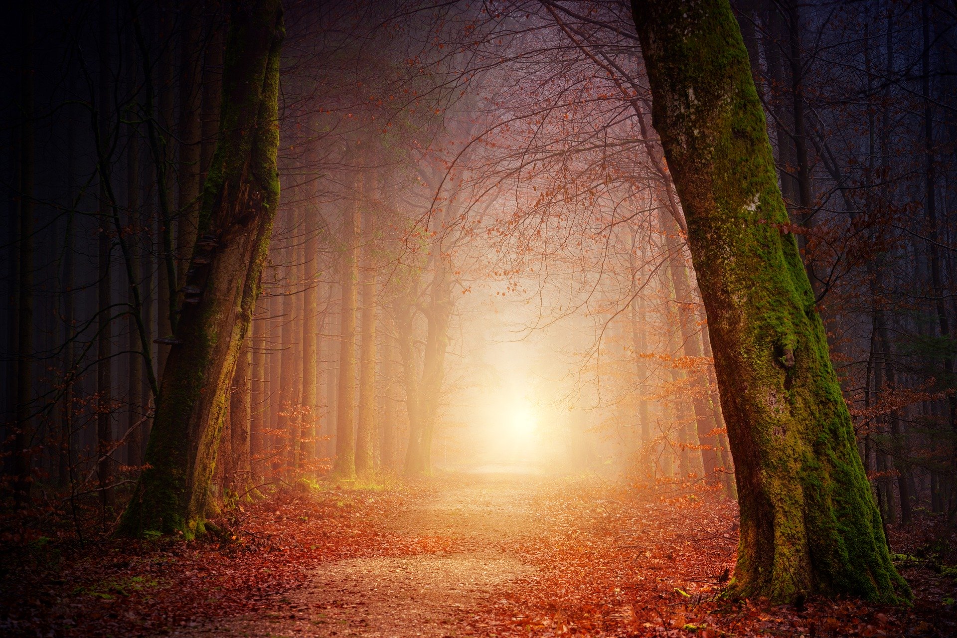 foret