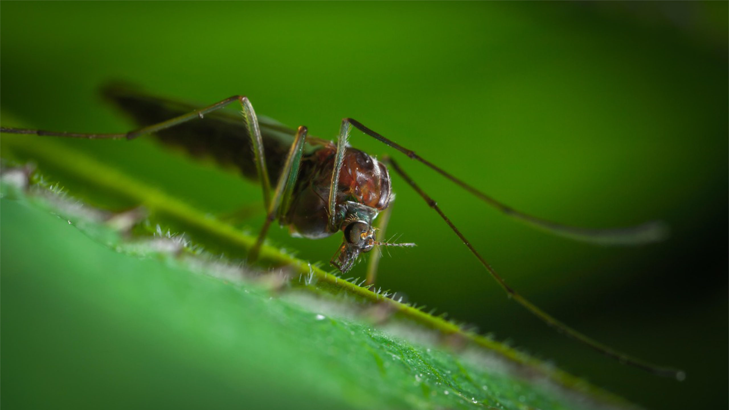 Projet de Dieu_Pourquoi Dieu a-t-il fait les moustique