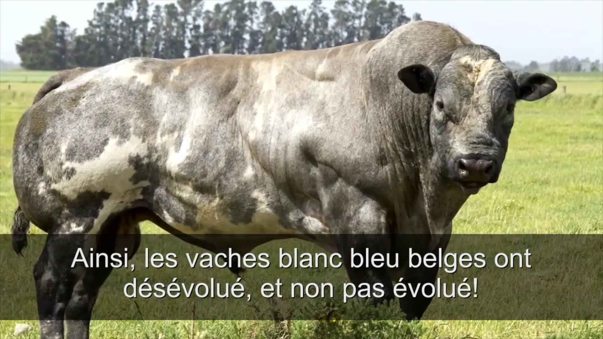 belgian_vgn