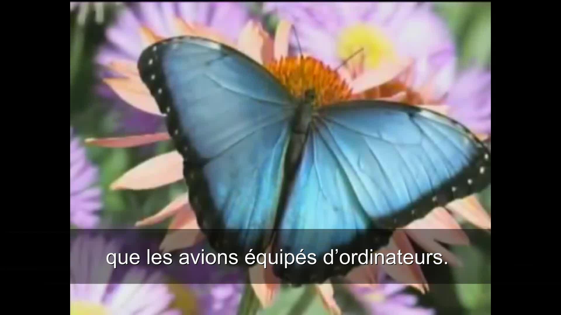 but-fly
